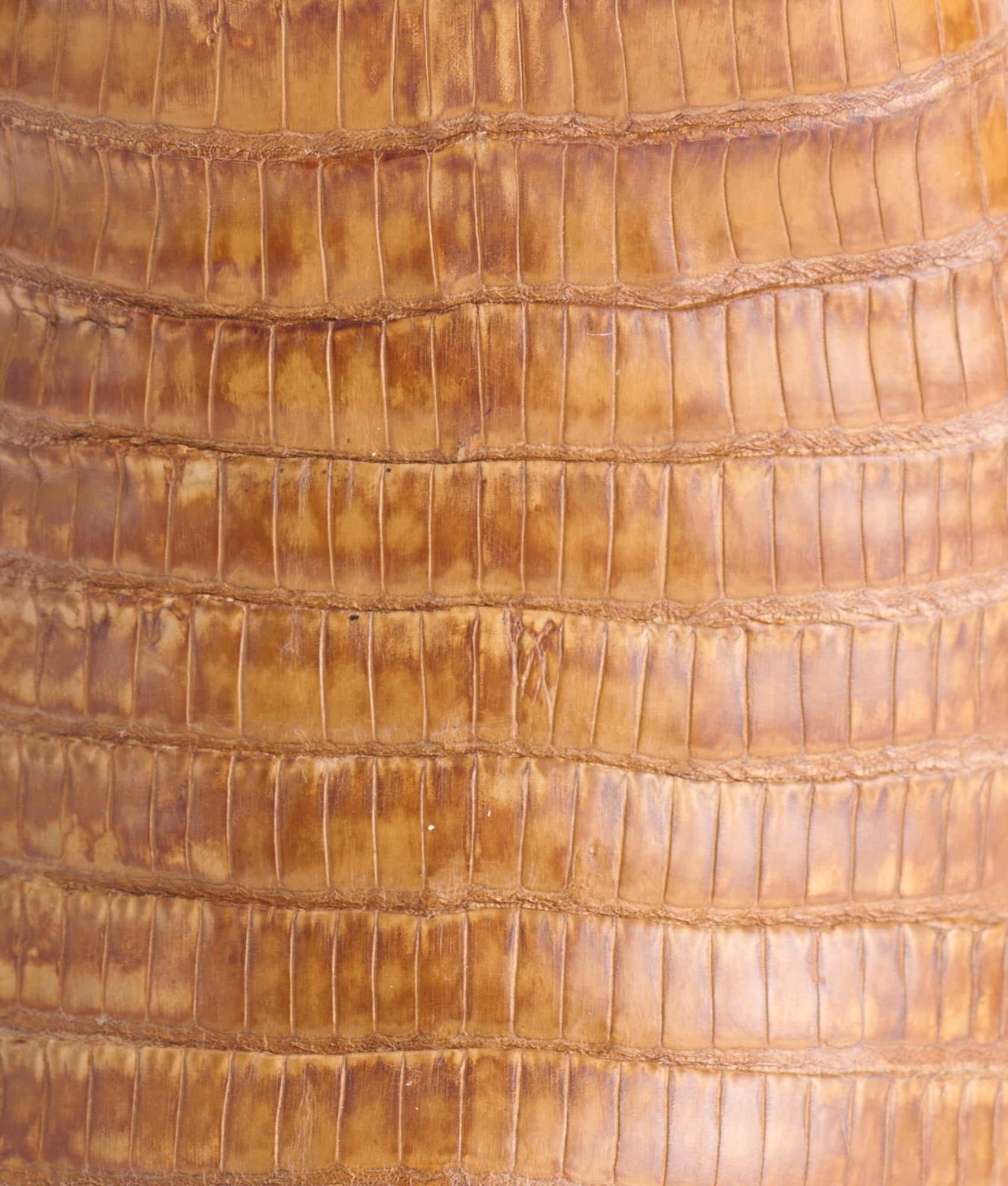 Dale Exotic :: Tan + Cream - Image 10