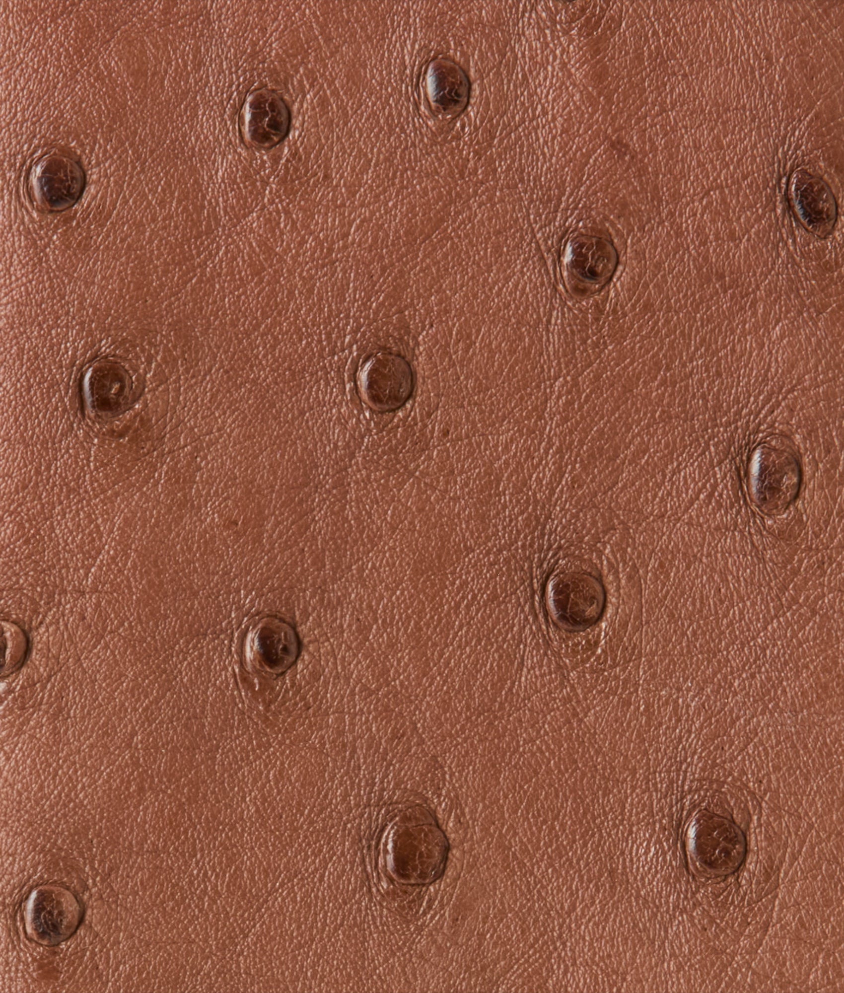 Bifold Wallet – Ostrich :: Sienna - Image 4
