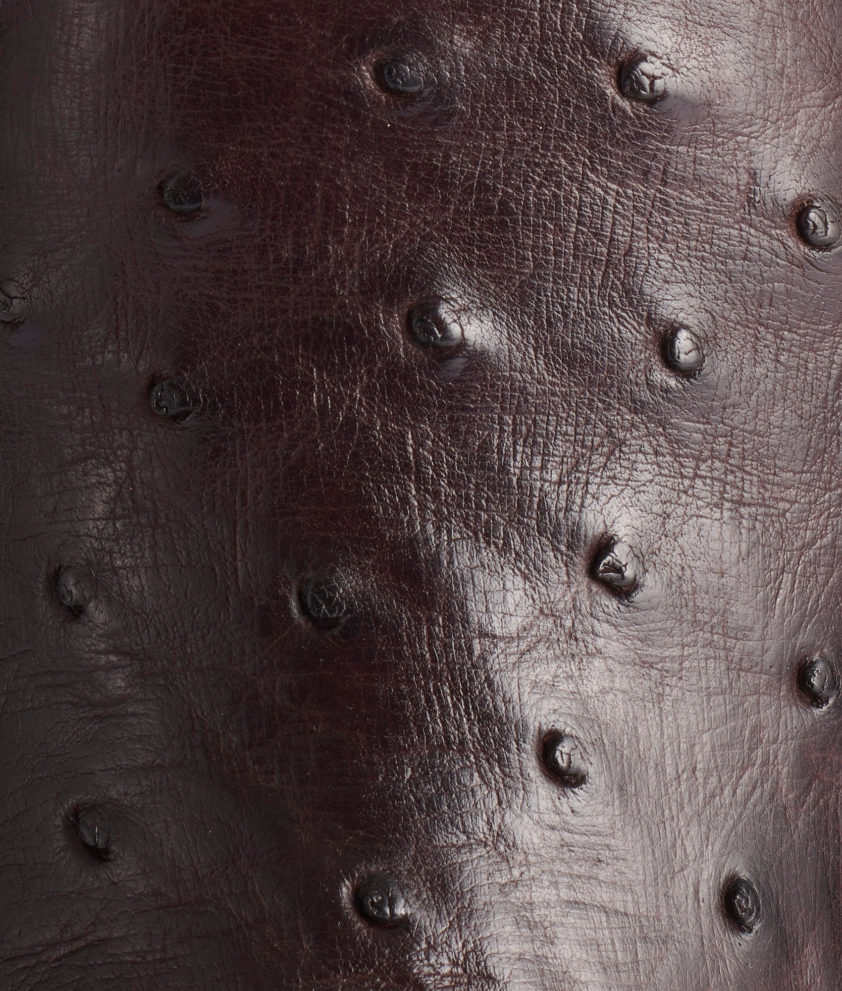 Rowdy Ostrich :: Antique Chocolate - Image 8