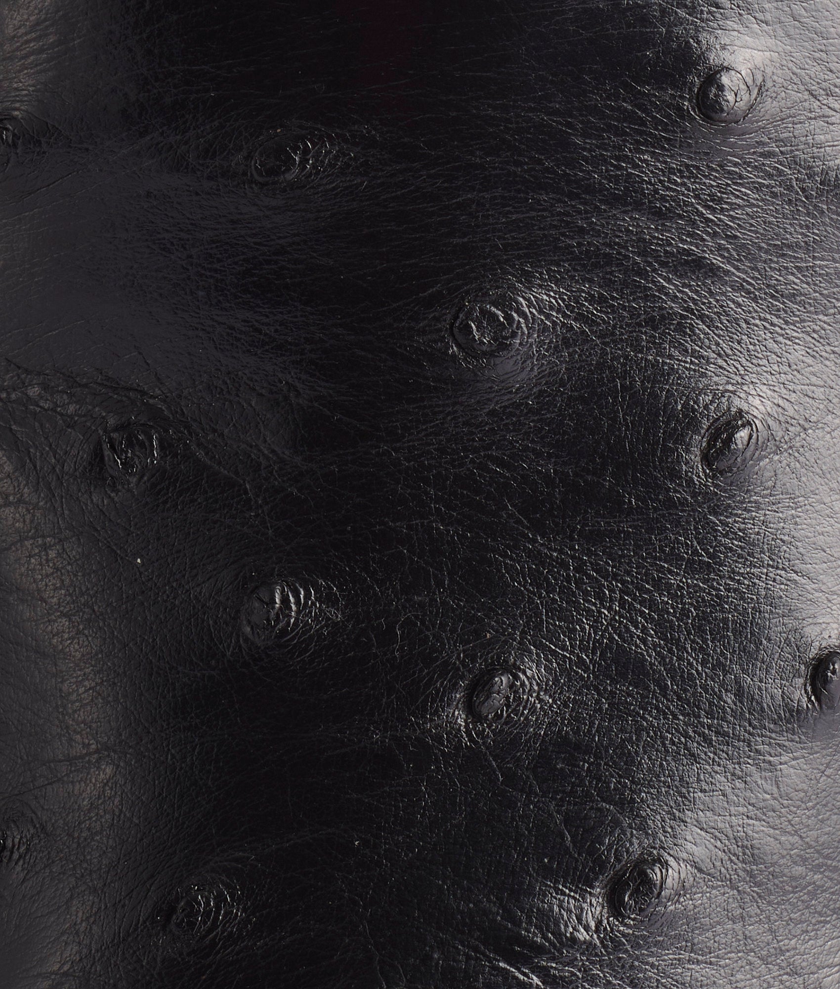 Roscoe :: Black - Image 8