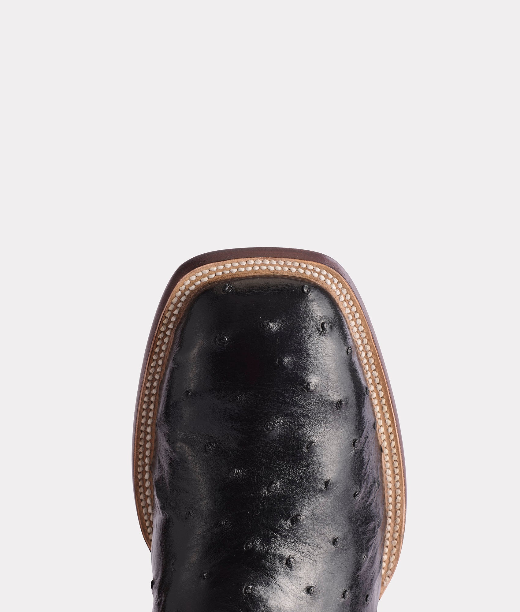 Roscoe :: Black - Image 7