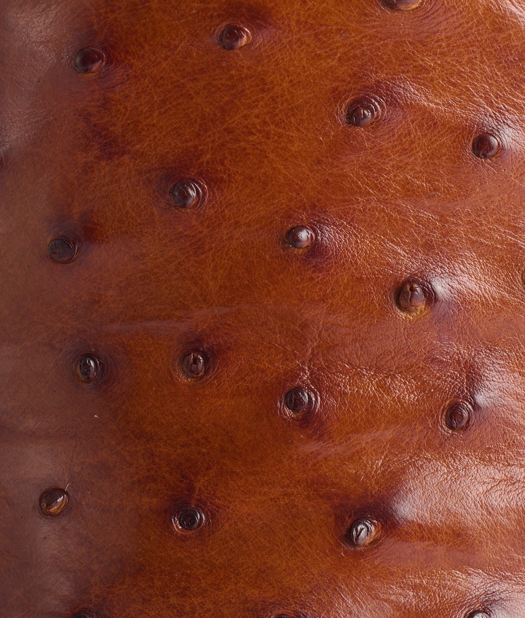 Roscoe :: Tobacco - Image 8