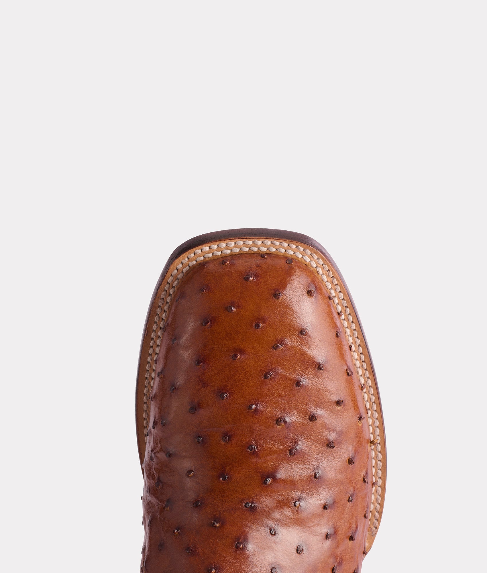 Roscoe :: Tobacco - Image 7
