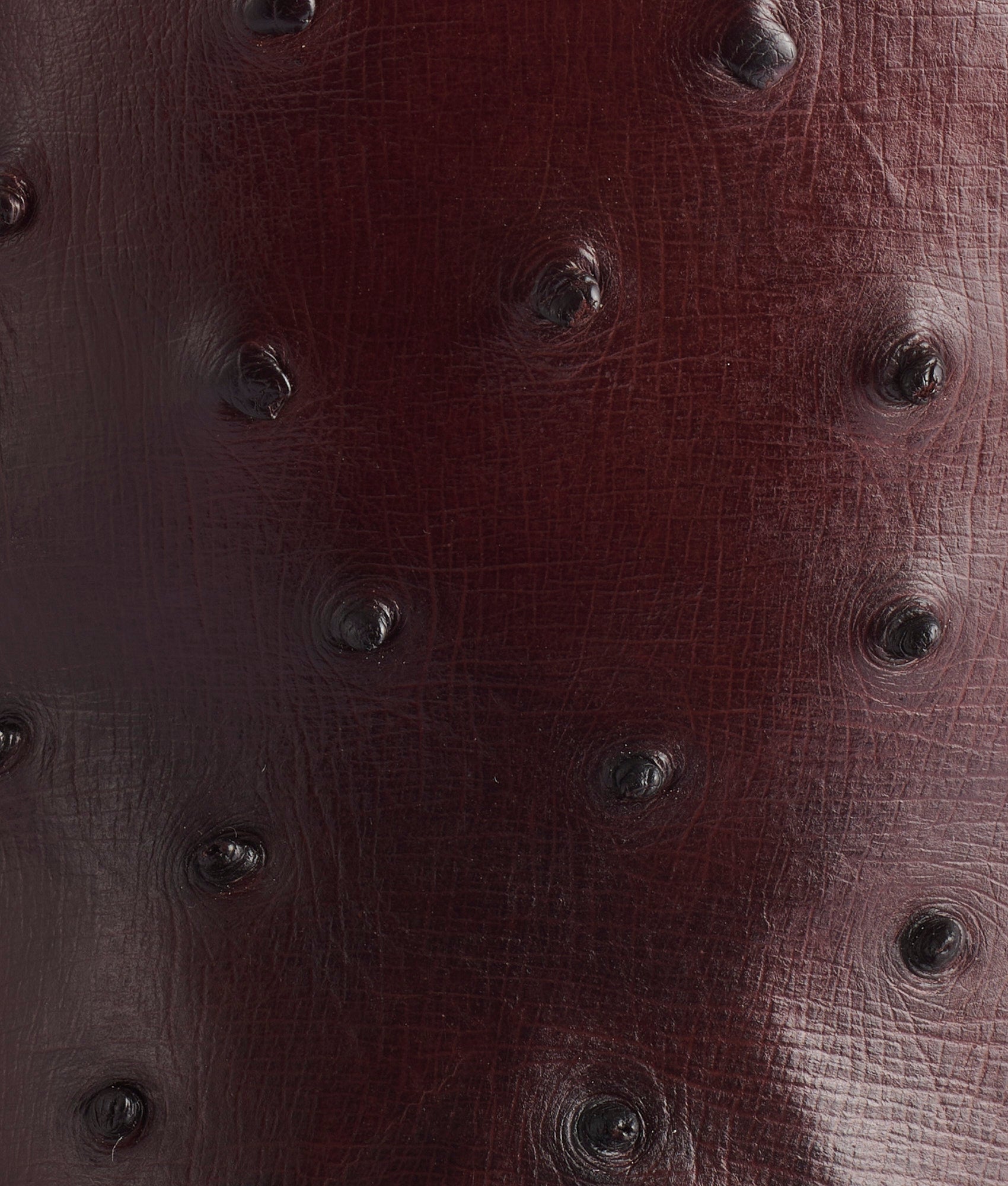 Roscoe :: Barnwood - Image 8
