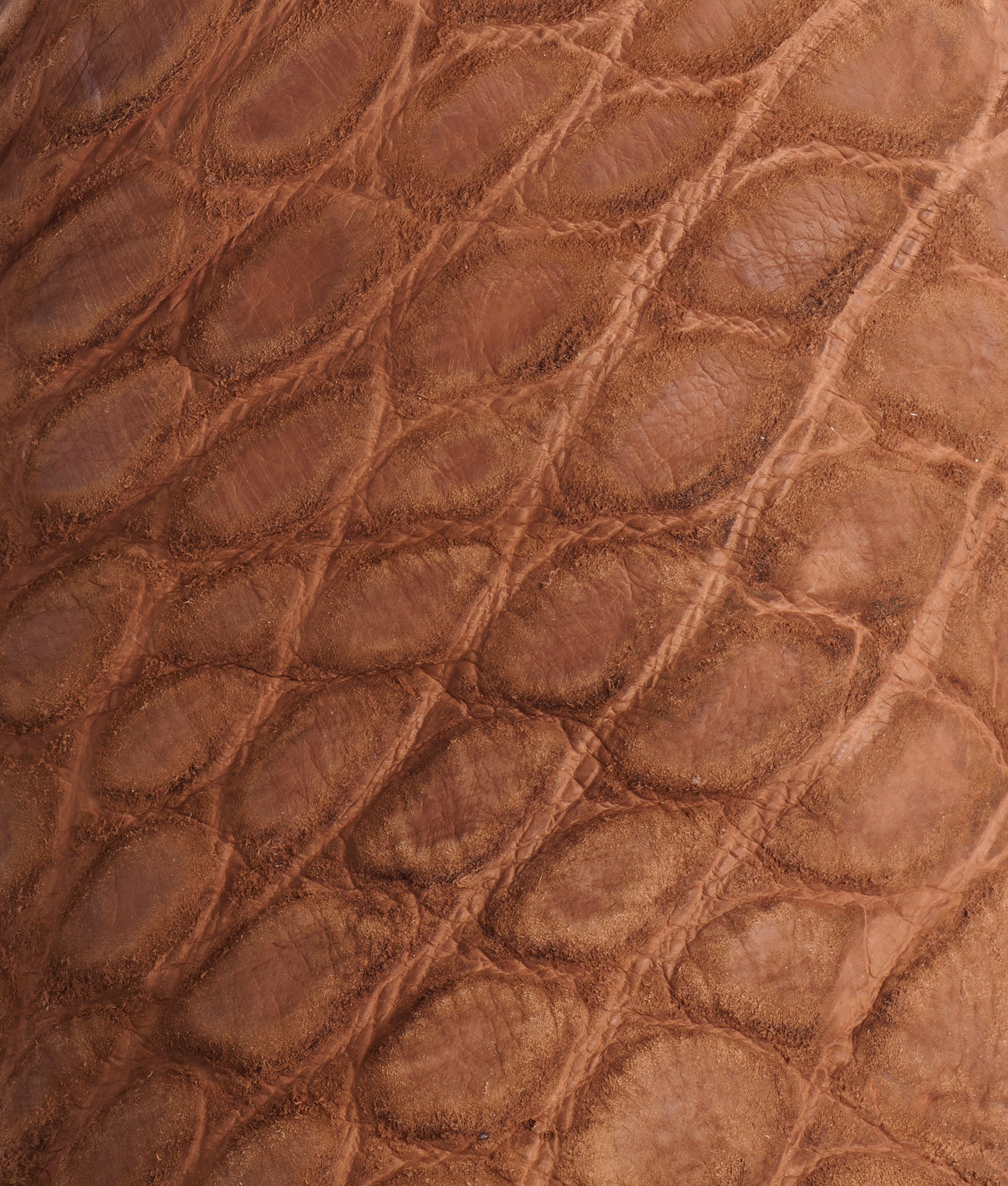 Big Ole Al :: Golden Tan - Image 9