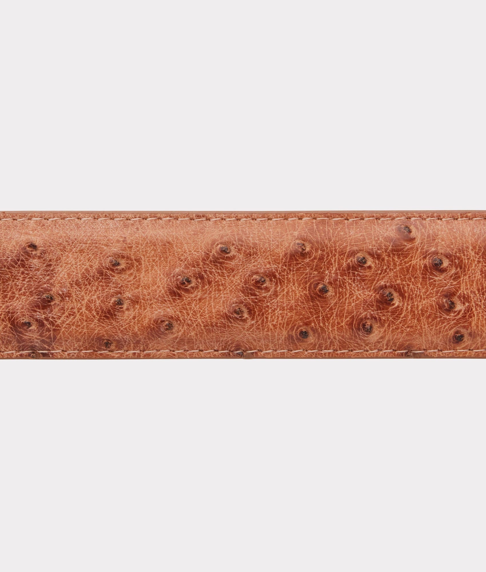 Full Quill Ostrich :: Barnwood - Image 6